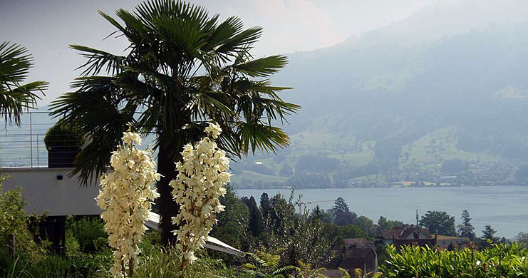 Aussicht vom Apartment auf den Garten und die Schweizer Berge